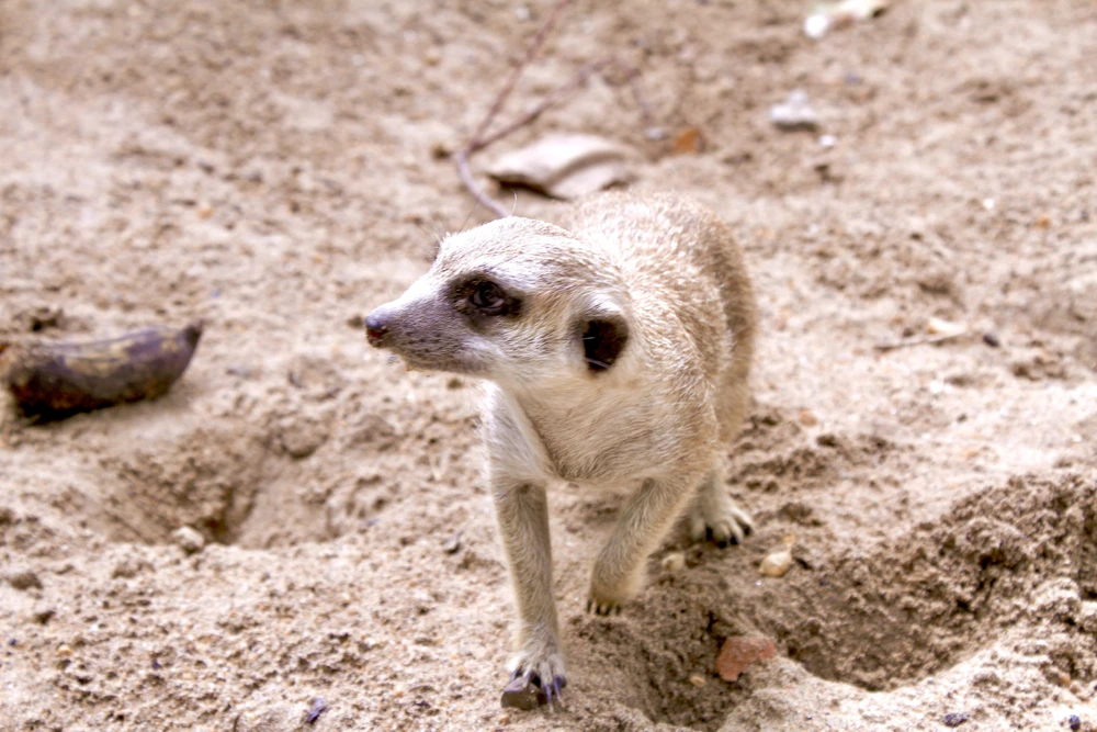 vườn thú thân thiện 1 (18).jpg