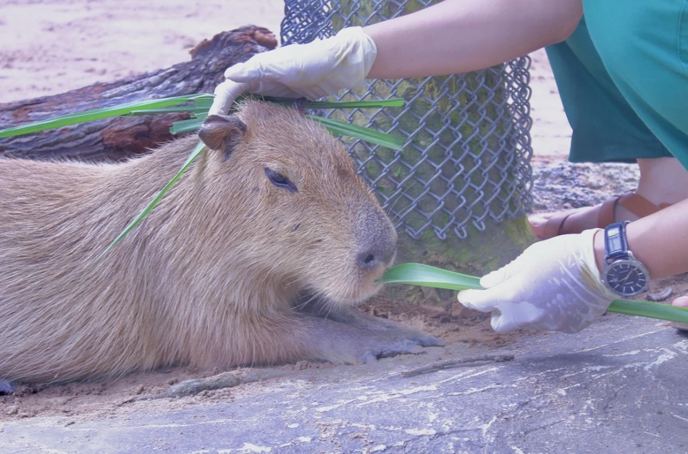 vườn thú thân thiện 1 (8).jpg