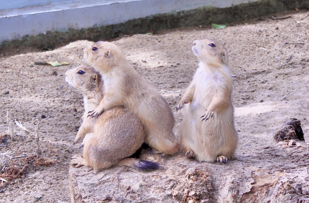 vườn thú thân thiện 10.jpg