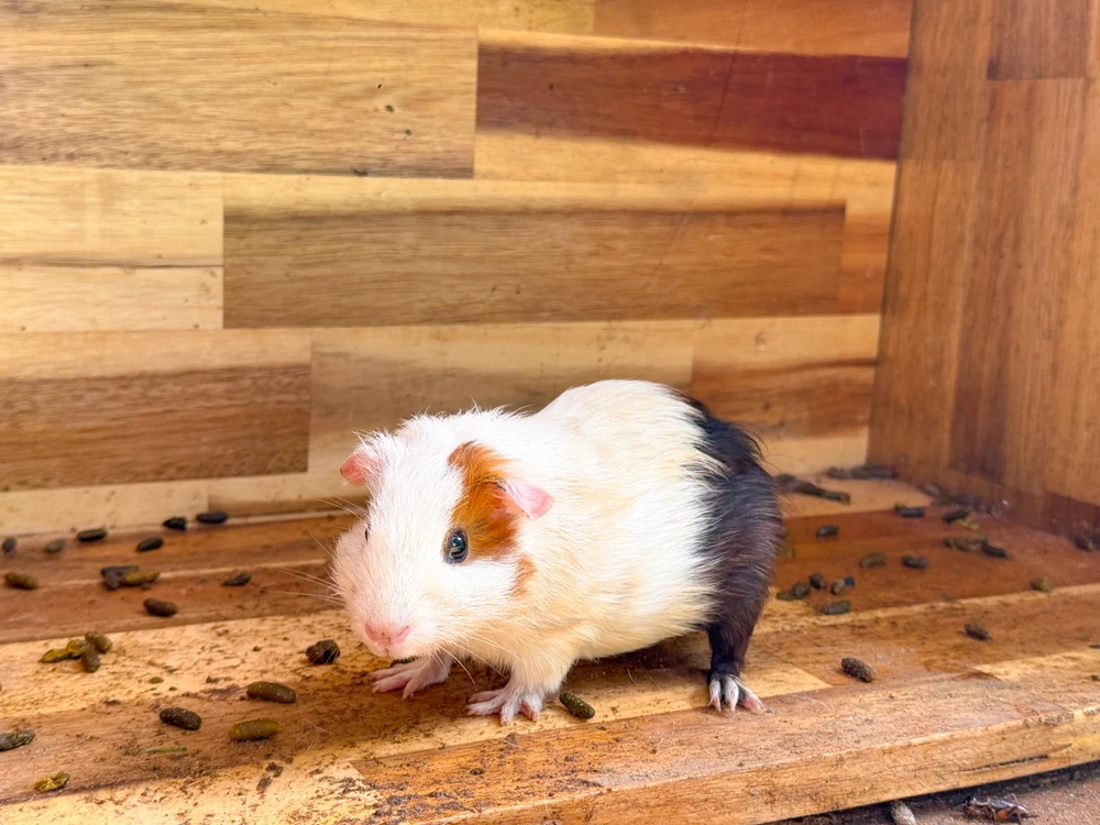 vườn thú thân thiện 2 (1).jpg