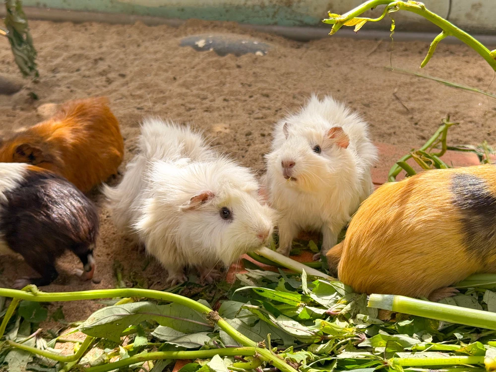 vườn thú thân thiện 2 (6).jpg