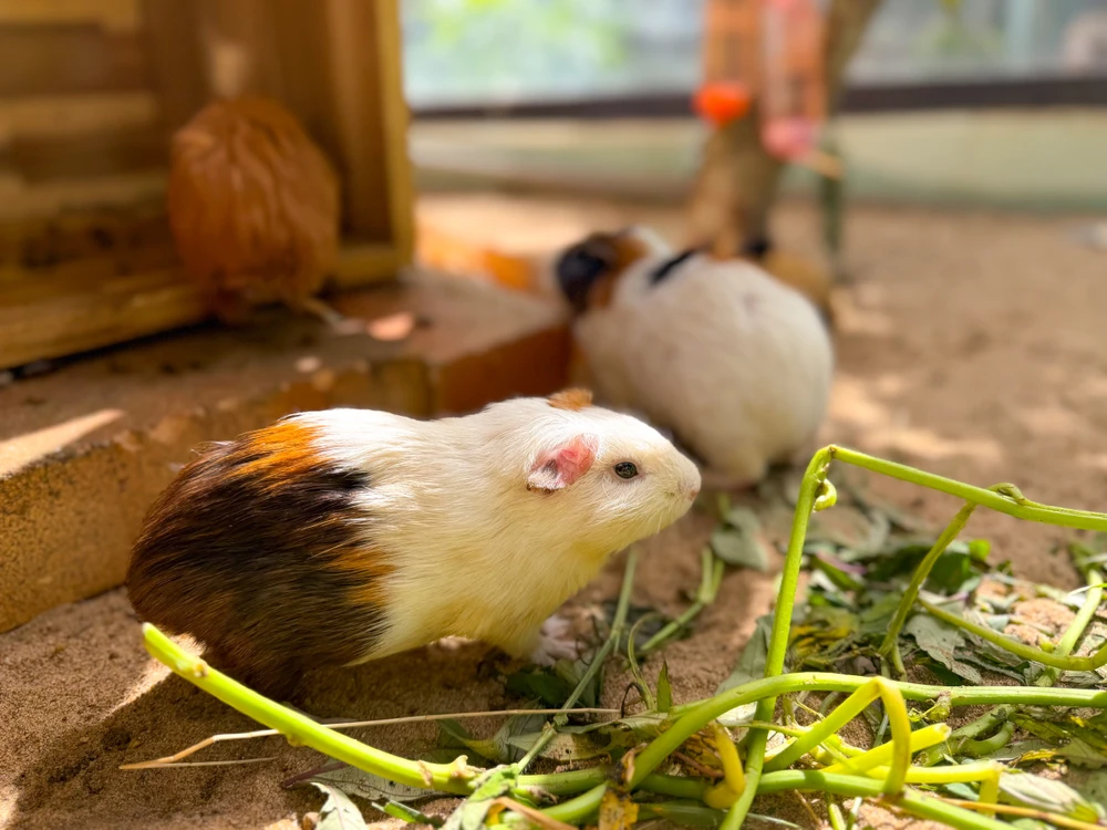 vườn thú thân thiện 2 (7).jpg