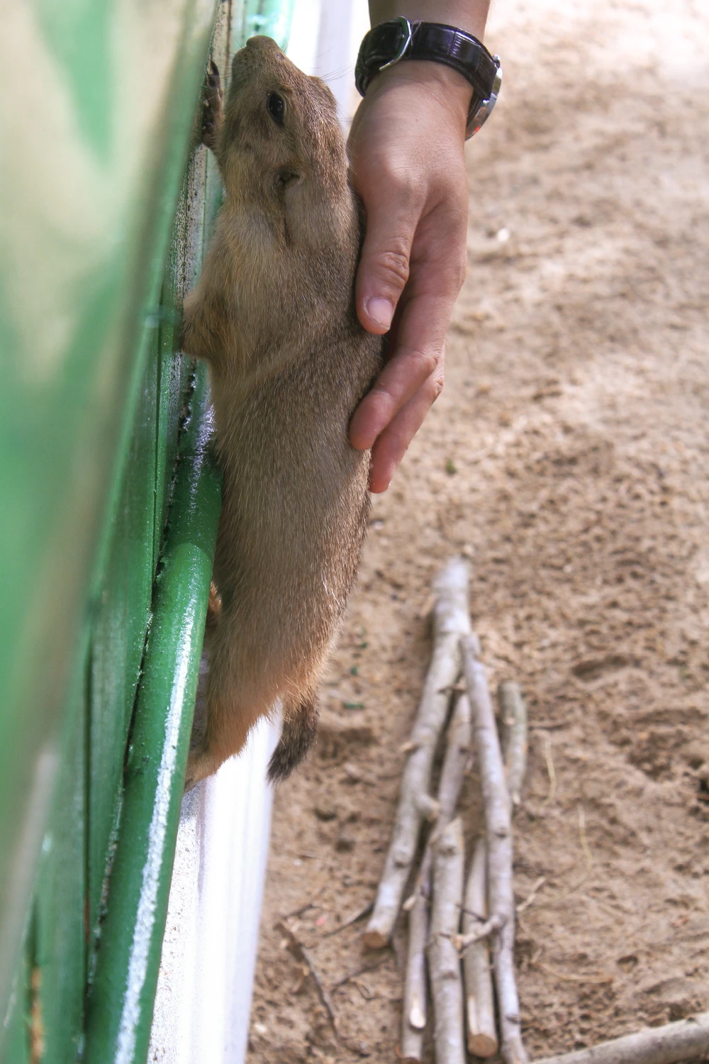 vườn thú thân thiện 3 (13).jpg