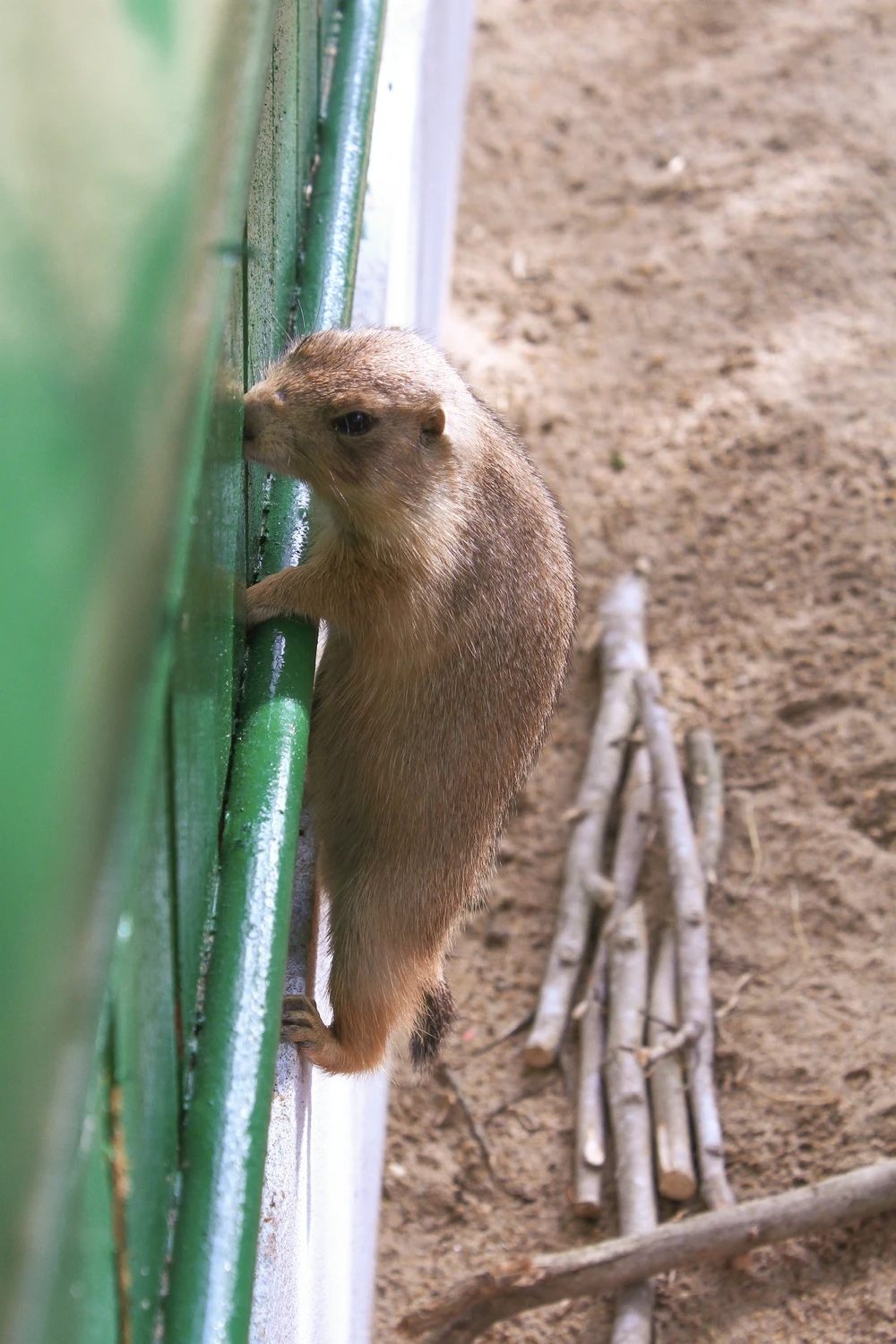 vườn thú thân thiện 3 (8).jpg