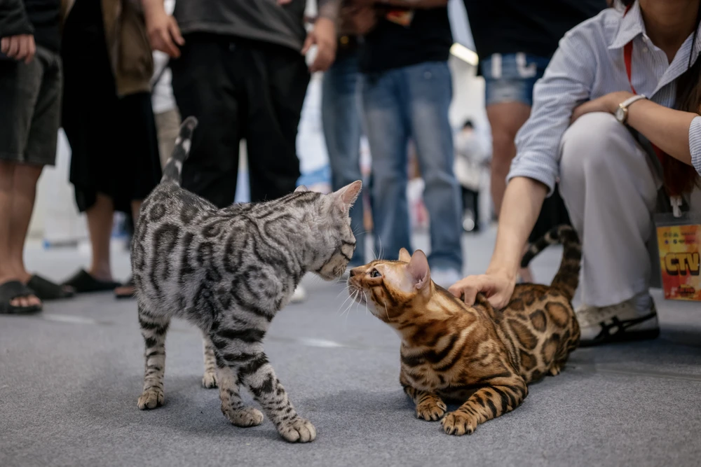 xấu nhất thế giới (11).JPG