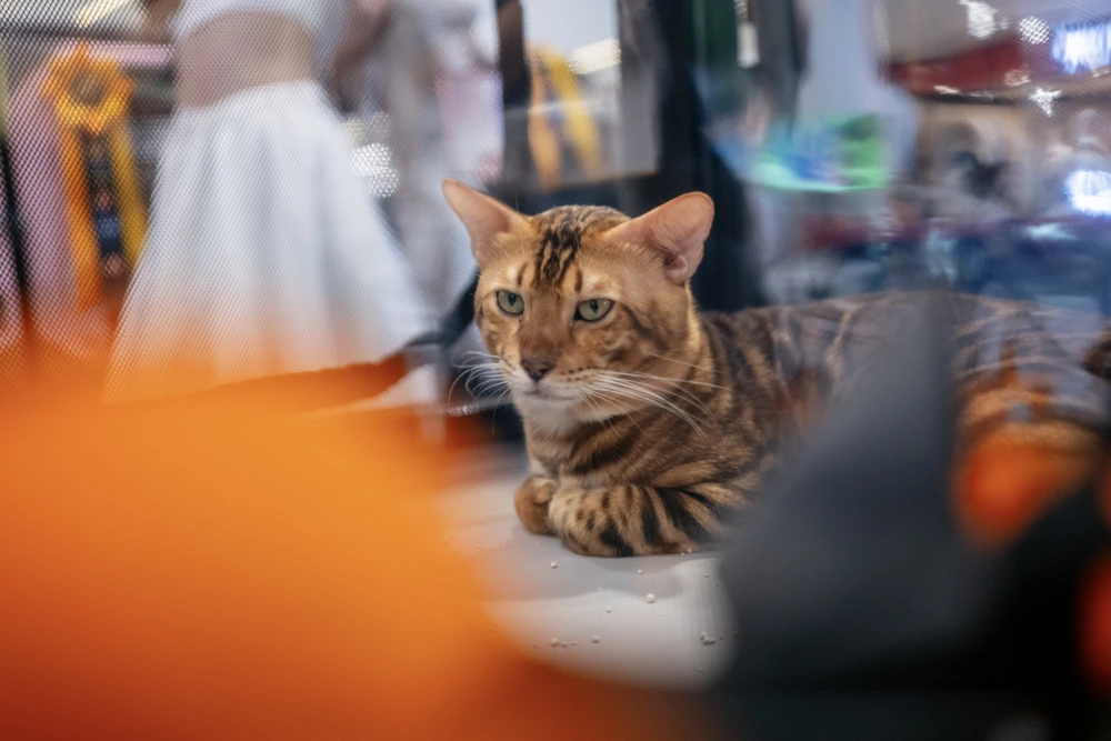 xấu nhất thế giới (14).JPG