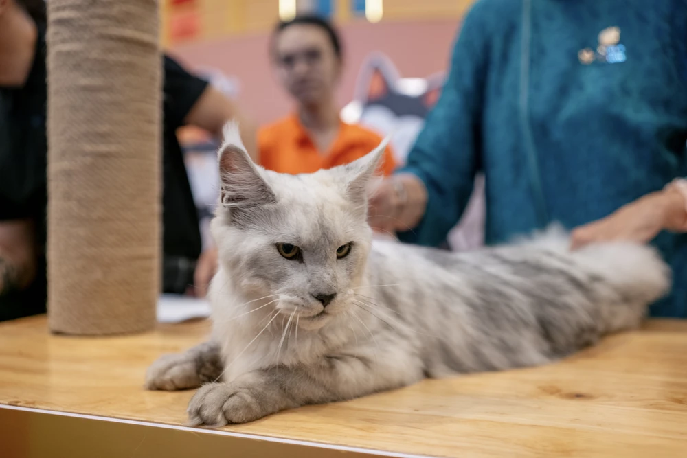 xấu nhất thế giới (6).JPG