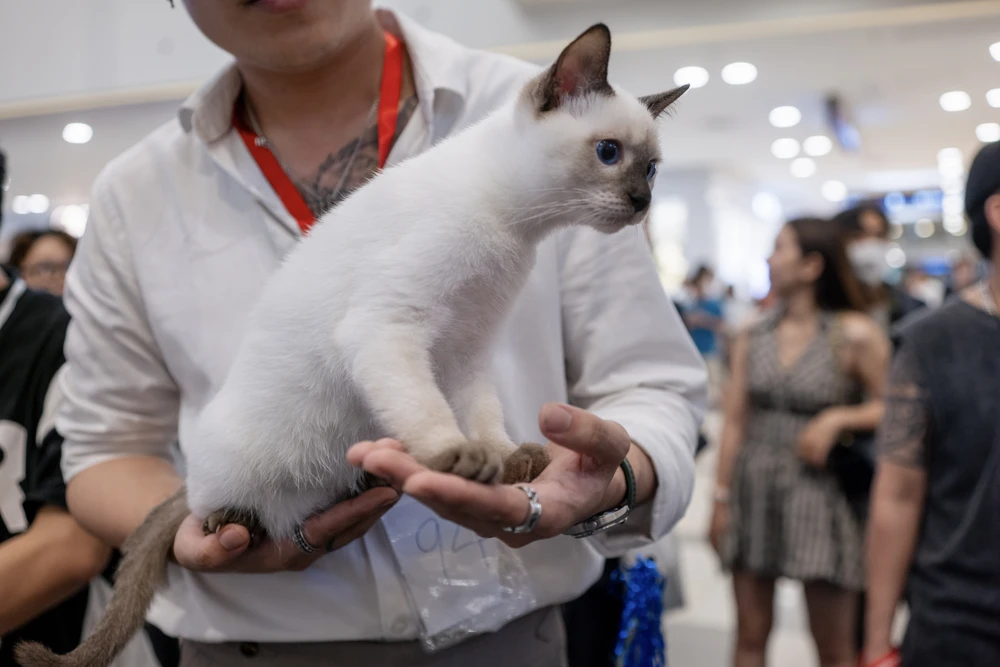 xấu nhất thế giới (9).JPG