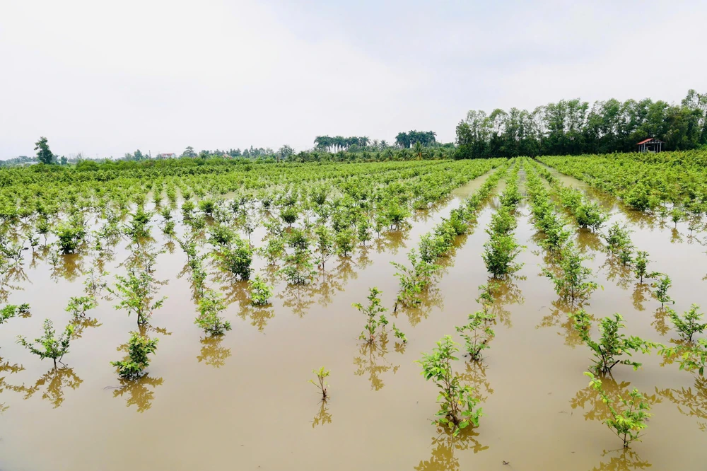 thủ phủ mai vàng (17).jpg