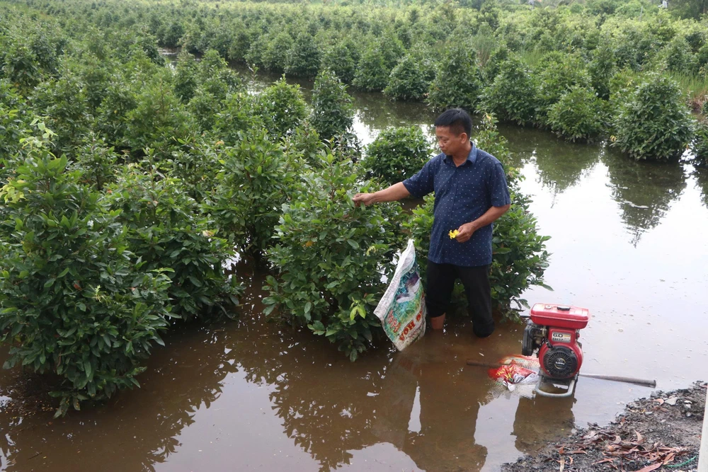 Thủ phủ mai vàng (5).jpg