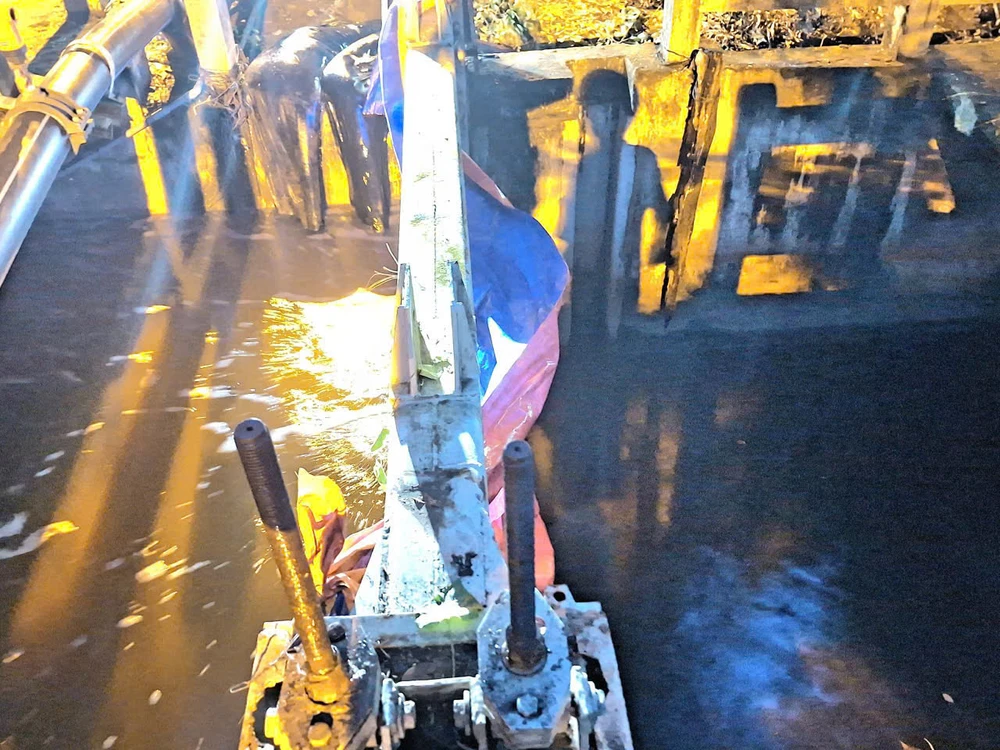 thủ phủ mai vàng (8).jpg