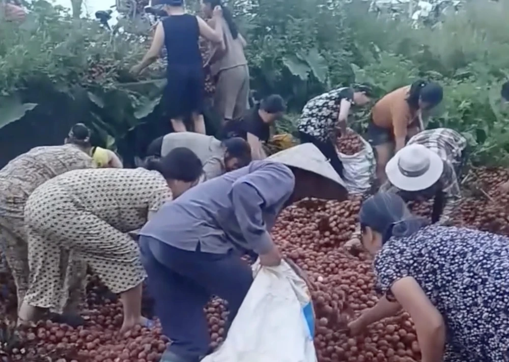 'Hôi vải' là hành vi công nhiên chiếm đoạt tài sản