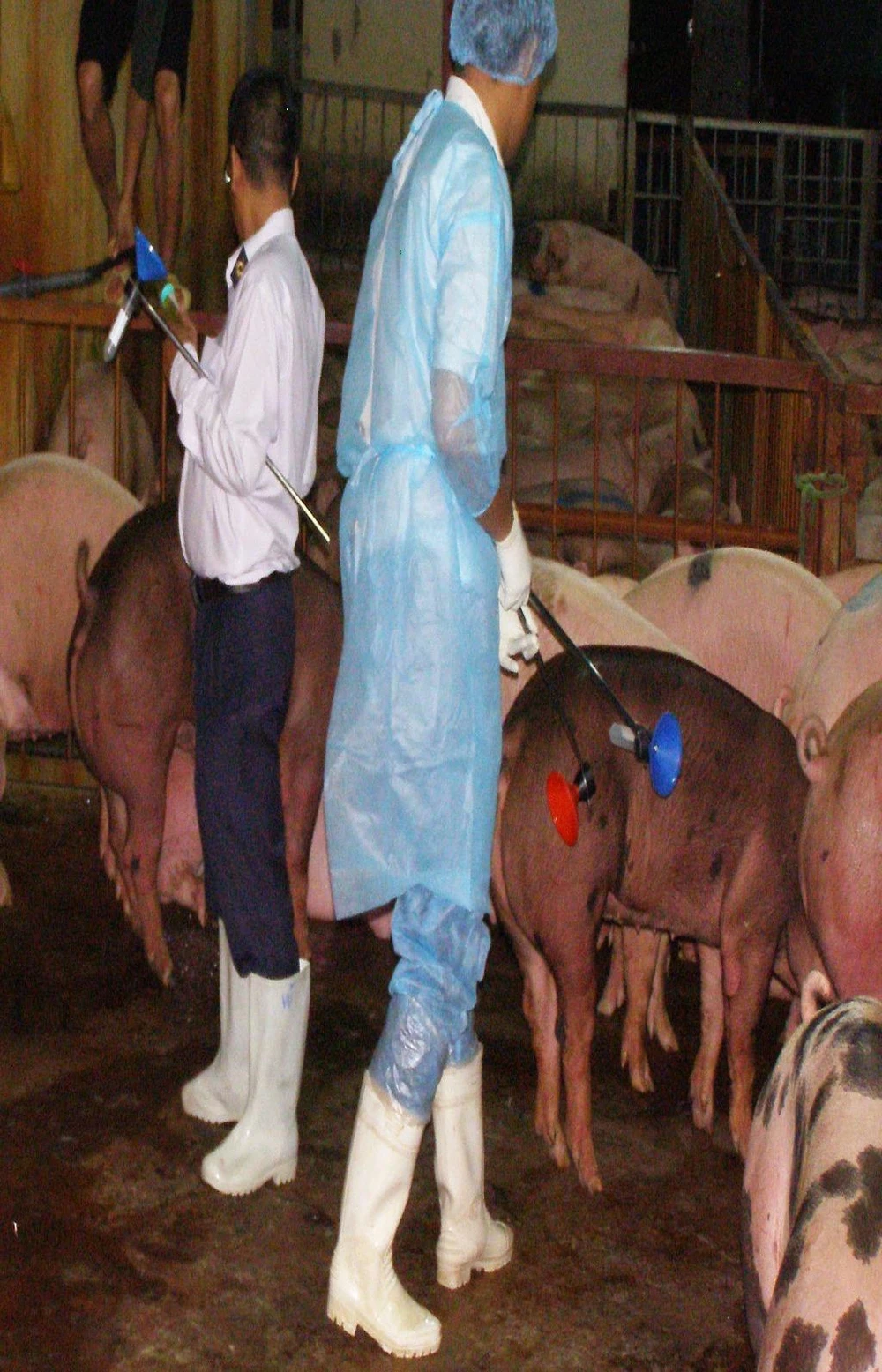 heo nhiễm chất cấm