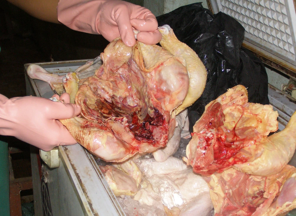 Thịt gà nhiễm khuẩn bị cơ quan chức năng TP.HCM phát hiện. Ảnh: TRẦN NGỌC