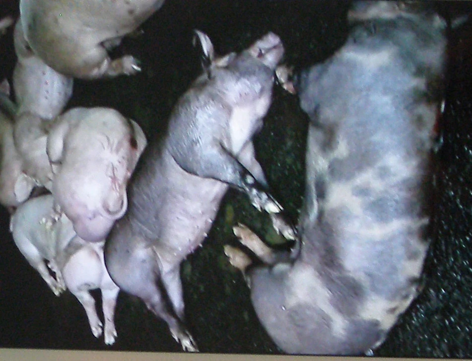 Thêm 200 con heo bị tiêm thuốc an thần ảnh 1 Thêm 200 con heo bị tiêm thuốc an thần ảnh 1