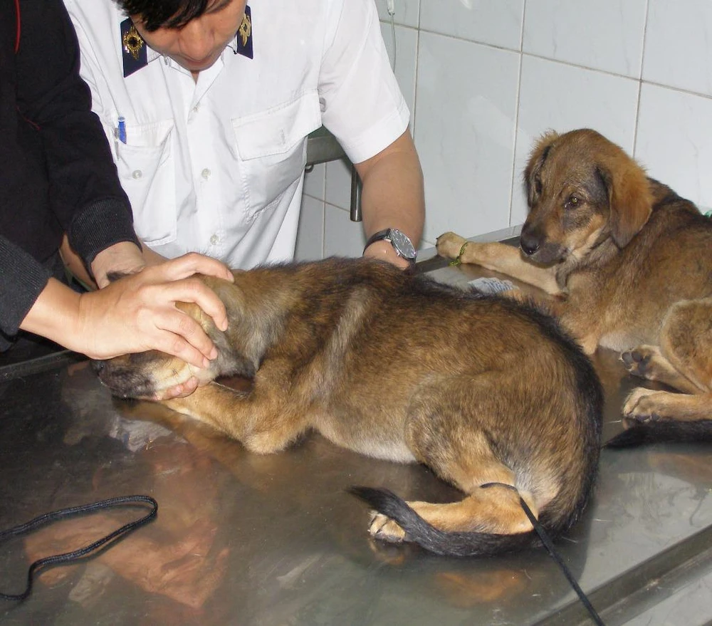 tử vong do bệnh dại