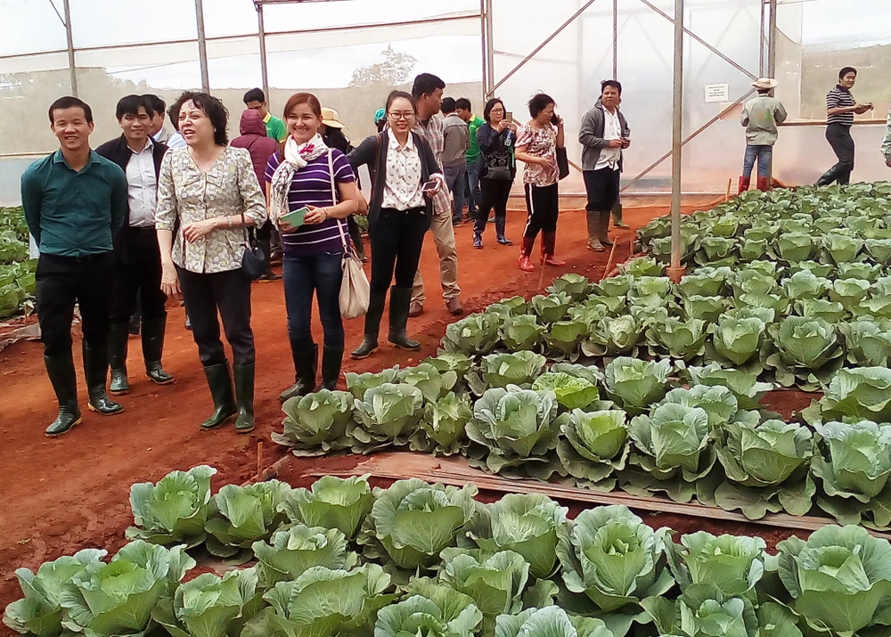 Ban Quản lý ATTP TP.HCM tham gia cánh đồng trồng bắp cải của VinEco ở tỉnh Lâm Đồng.