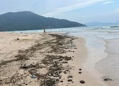 Khánh Hòa: Dầu vón cục dạt vào bờ biển, chưa rõ nguyên nhân