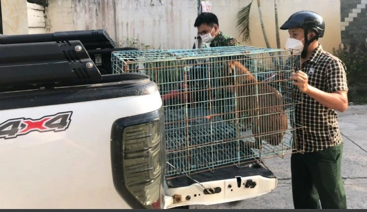 Chó chạy rông trên địa bàn phường Hiệp Bình Chánh bị bắt. Ảnh: NT Chó chạy rông trên địa bàn phường Hiệp Bình Chánh bị bắt. Ảnh: NT