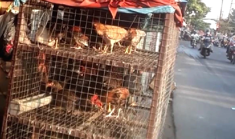 Gà, vịt không nguồn gốc được kinh doanh trên Hương lộ 3, phường Sơn Kỳ, Tân Phú. Ảnh: TRẦN NGỌC