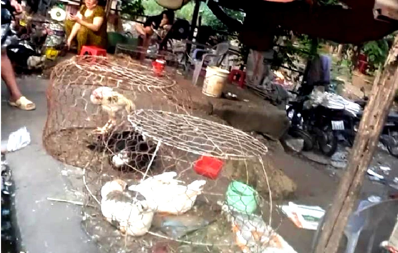 Một điểm vùa bán gà sống trái phép, vừa cắt cổ nhổ lông ở khu vực cầu Sa, xã Bà Điểm, Hóc Môn. Ảnh: TRẦN NGỌC