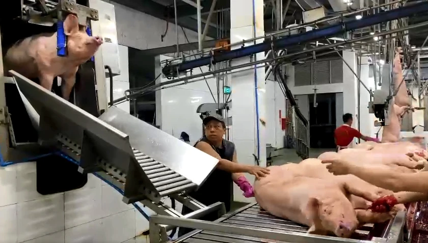 Heo được gây ngất bằng hệ thống tự động trên dây chuyền giết mổ công nghiệp. Ảnh: TRẦN NGỌC