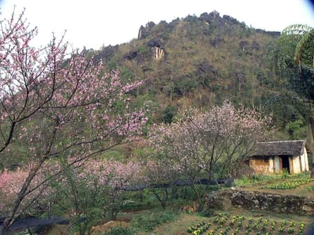 Phạm Ngọc Triển