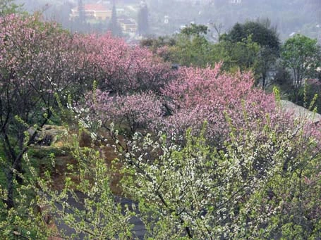 Phạm Ngọc Triển