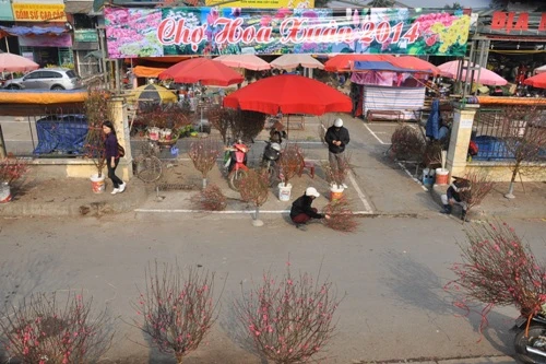 Hoa đào 'đổ bộ' xuống phố đón chào Tết