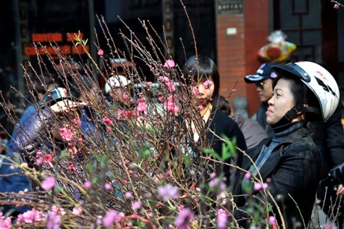 CHoa đào 'đổ bộ' xuống phố đón chào Tết