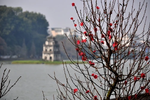 Hoa đào 'đổ bộ' xuống phố đón chào Tết