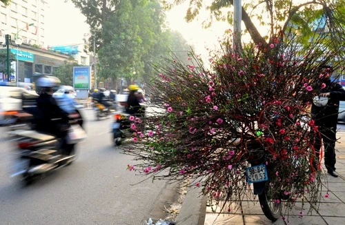 Hoa đào 'đổ bộ' xuống phố đón chào Tết