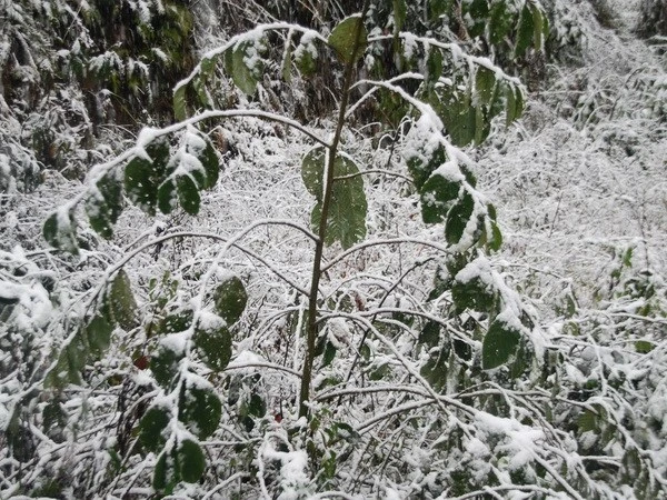 Nhiệt độ giảm sâu, Sa Pa bắt đầu xuất hiện băng giá ảnh 1