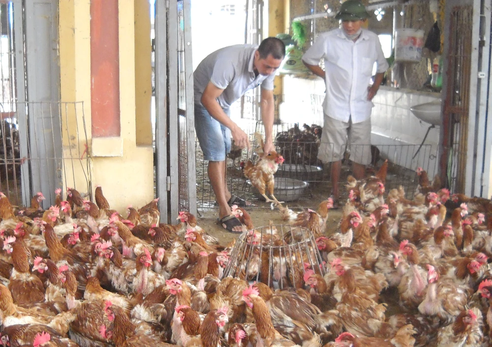  Thành lập năm đội cơ động ứng phó với dịch cúm gia cầm ảnh 1