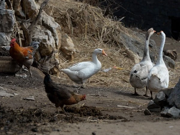 30% số người nhiễm cúm H7N9 đã tử vong ảnh 1