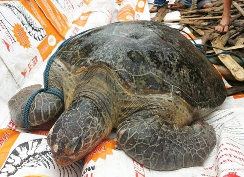 Rùa biển 80kg mắc kẹt trên phá Tam Giang ảnh 2