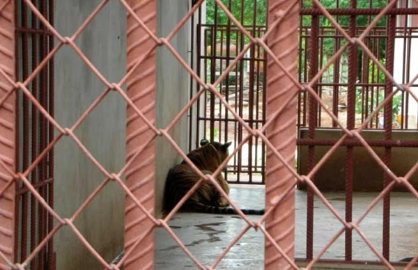 Mặt trái đáng thương của ngôi đền hổ nổi tiếng ảnh 4