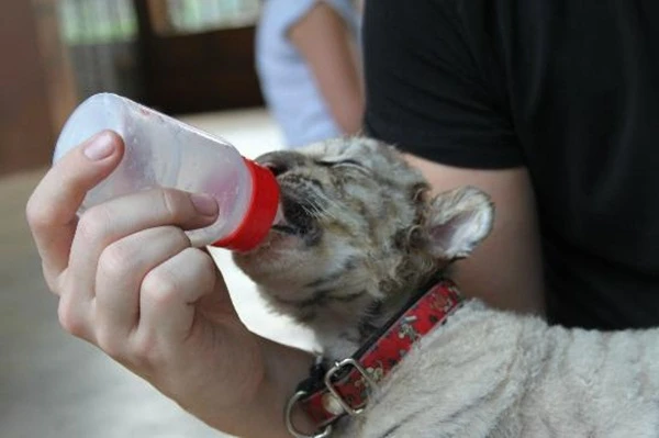 Mặt trái đáng thương của ngôi đền hổ nổi tiếng ảnh 1