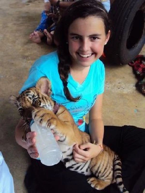 Mặt trái đáng thương của ngôi đền hổ nổi tiếng ảnh 2