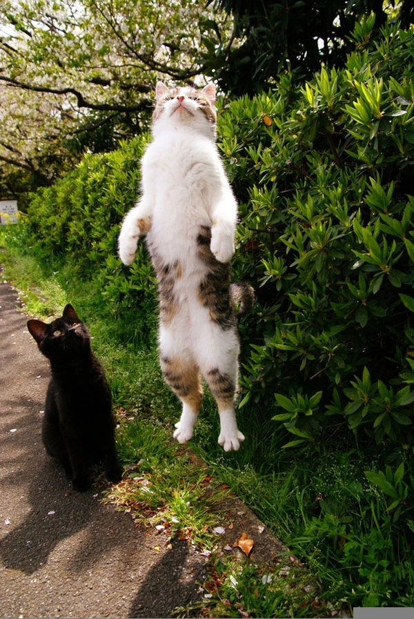 Những khoảnh khắc "phi thường" của động vật ảnh 20