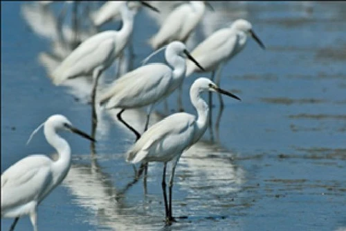 Giật mình với hình minh họa trong sách giáo khoa Tiếng Việt 1 ảnh 5