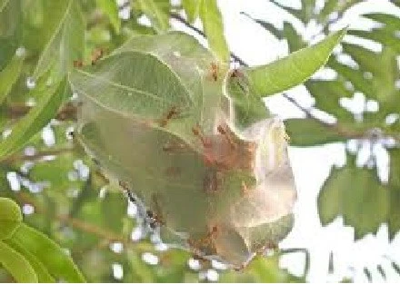 Giật mình với hình minh họa trong sách giáo khoa Tiếng Việt 1 ảnh 2