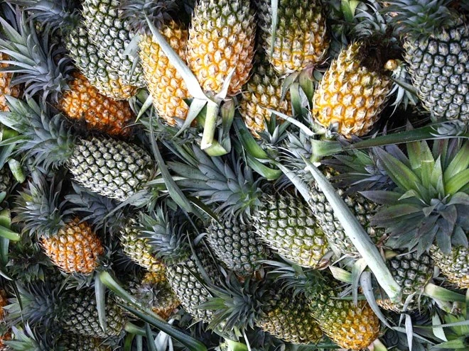 5 loại hoa quả giải nhiệt tốt nhất cho những ngày hè ảnh 4