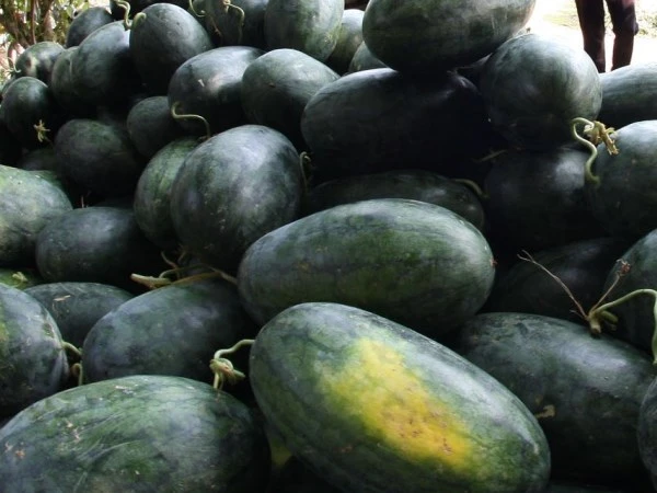 5 loại hoa quả giải nhiệt tốt nhất cho những ngày hè ảnh 3