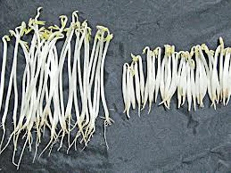 Người tiêu dùng có thể tự phân biệt được giá có sử dụng hóa chất hay không bằng mắt thường.