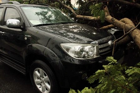 Hàng loạt ô tô bị cây đè bẹp giữa trung tâm Sài Gòn ảnh 3