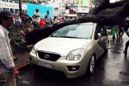 Hàng loạt ô tô bị cây đè bẹp giữa trung tâm Sài Gòn ảnh 2