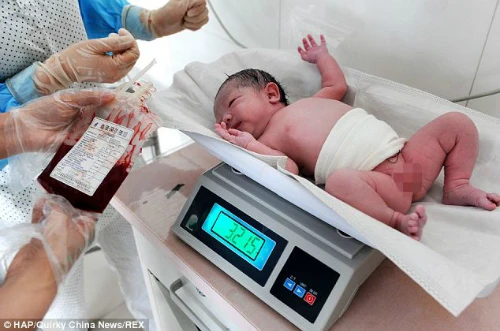 Máu dây rốn của Bei Bei sẽ được dùng để cấy ghép tủy, chữa bệnh bạch cầu cho chị.