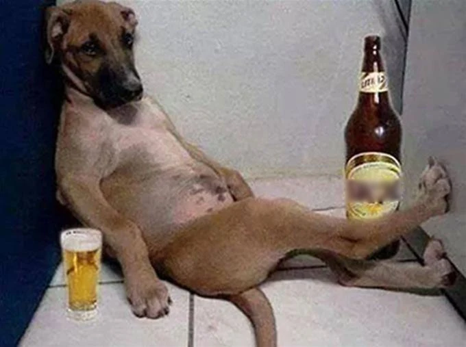 Ăn thịt chó, hãy coi chừng! ảnh 1