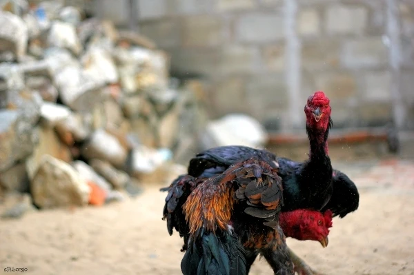 Có ai mê chọi gà? ảnh 5